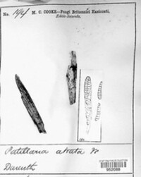 Patellaria atrata image